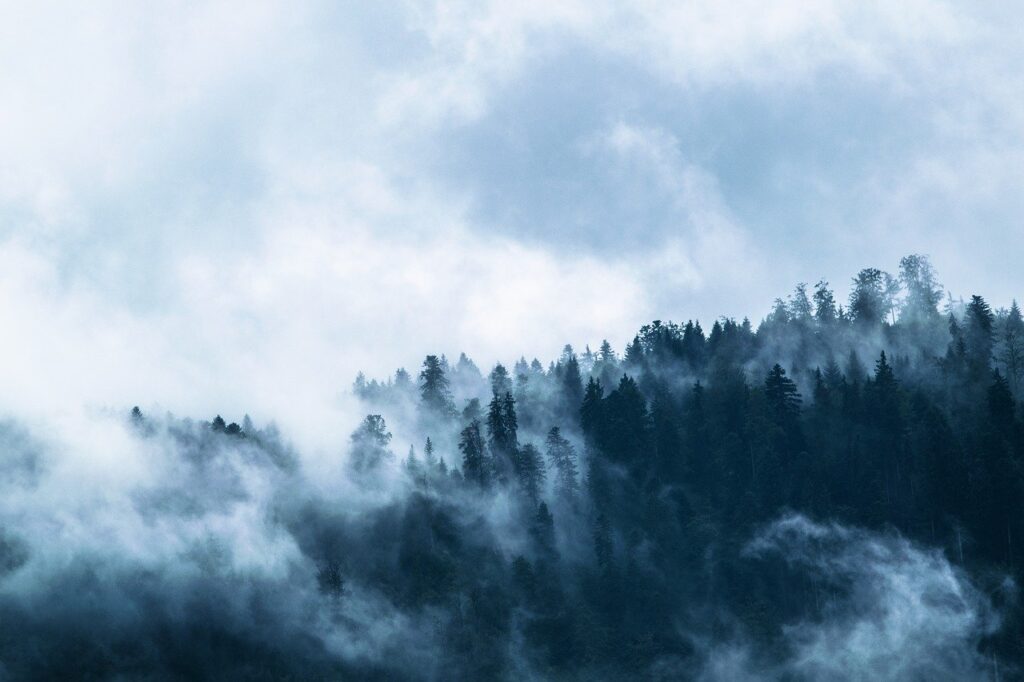 foret Morbecque