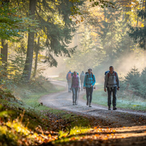 Tourisme vert : pourquoi la forêt de l&rsquo;Artois est le spot idéal pour déconnecter et se dépenser